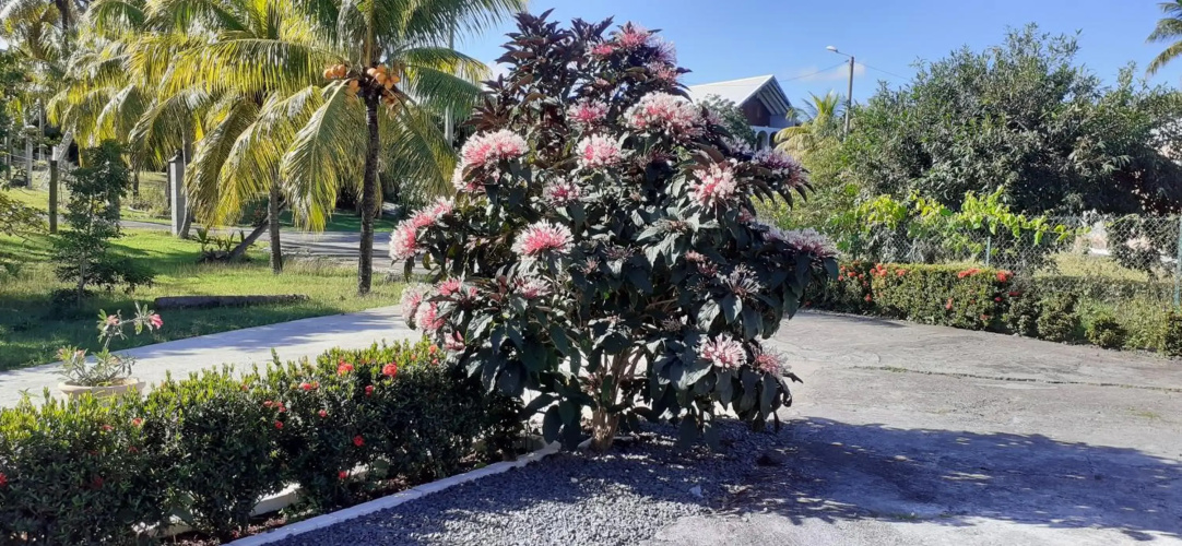 L'IXORA des îles