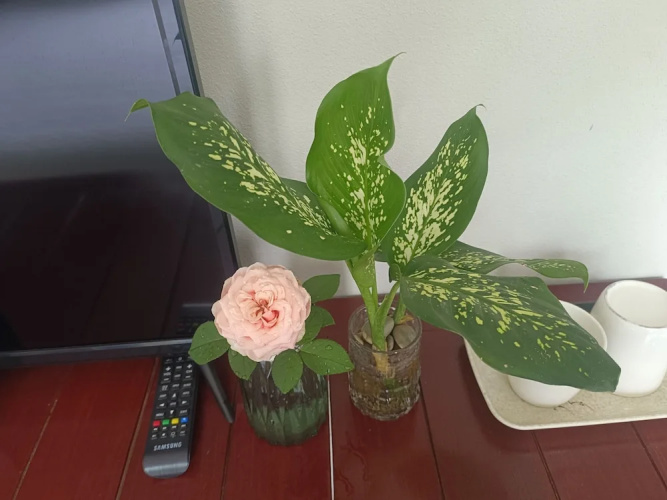 Vang Vieng Champa Hotel