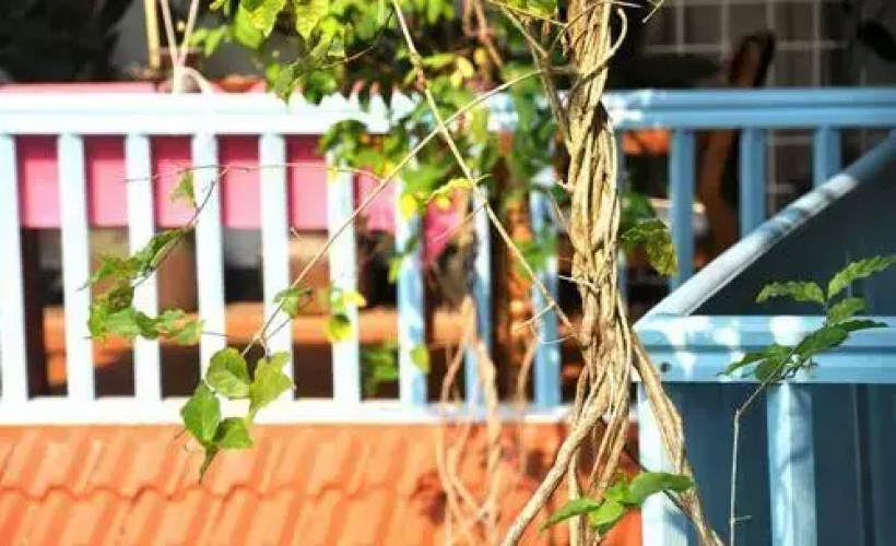 Villa Jacaranda
