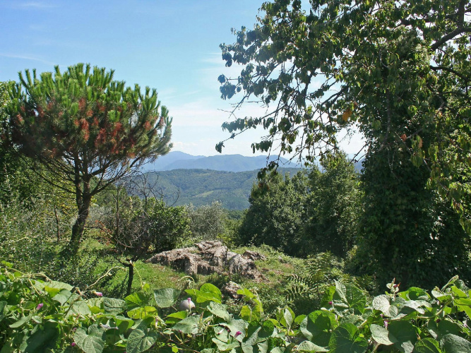 L'anticiana - Inh 28419
