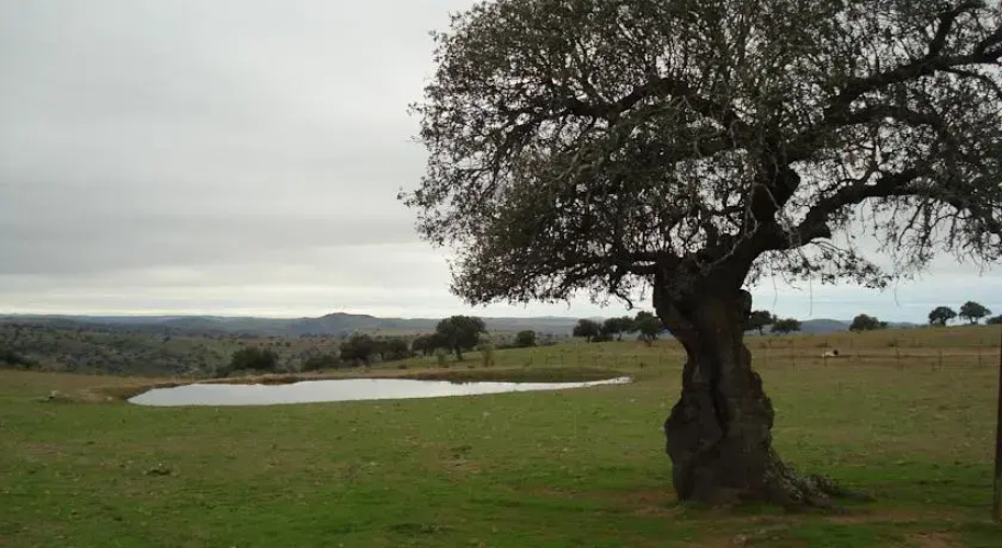 Finca Los Llanos
