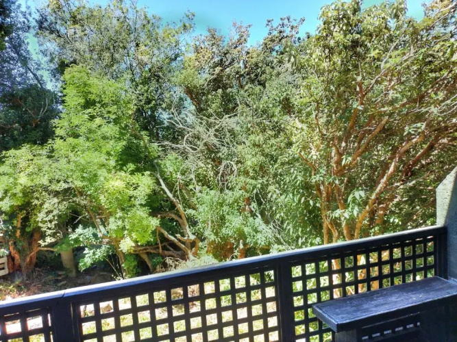 Trees & Birdsong