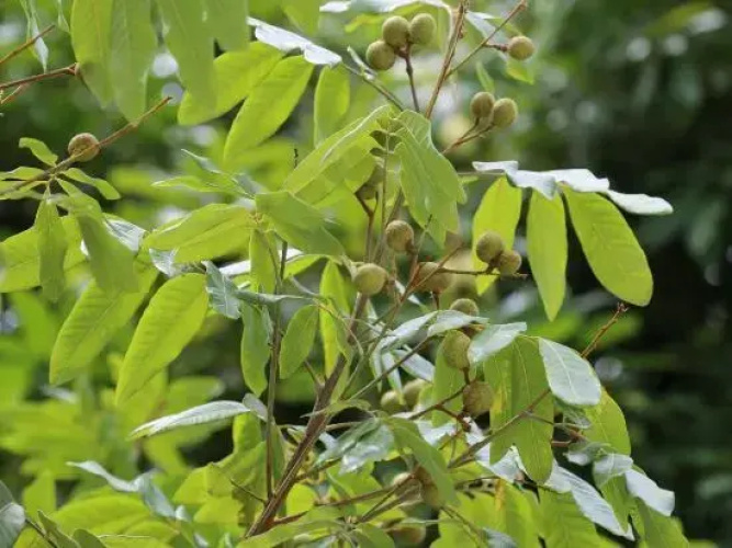 Shadian Ping'an Inn