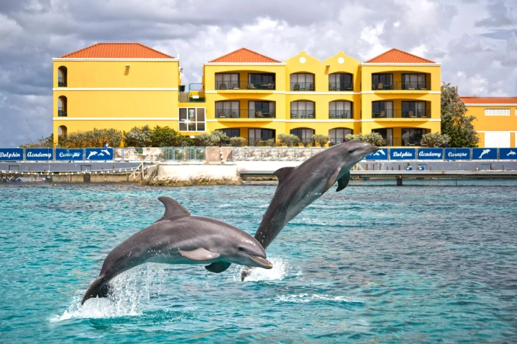 1 Bedroom Double Suite with ocean view