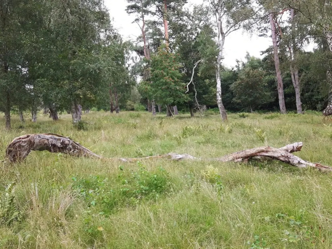 6 Person Holiday Home in Vaeggerlose