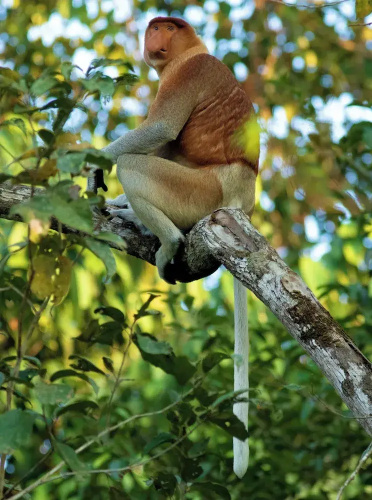Borneo Nature Lodge 2