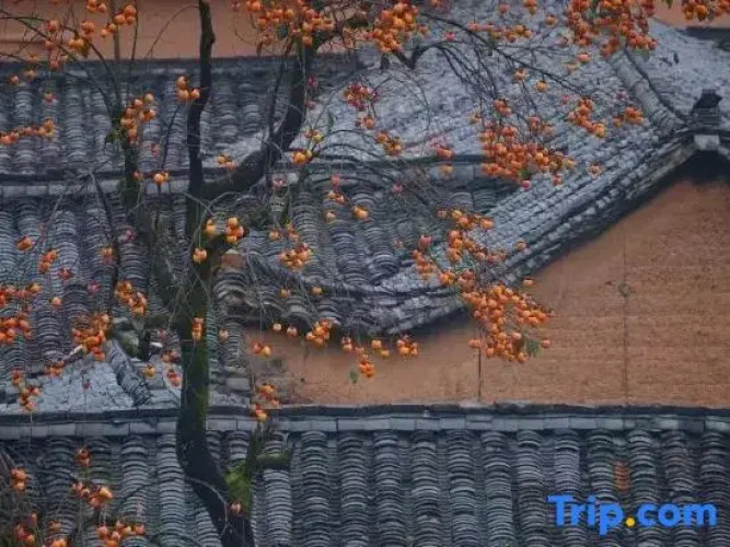 Guan｜YouTian1868