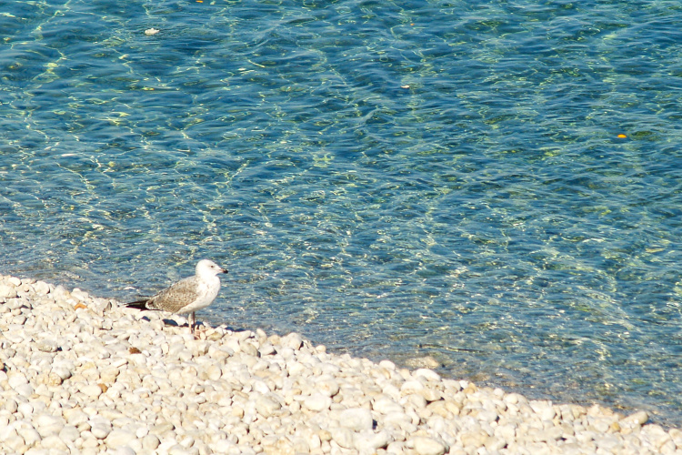 Vis photo 15