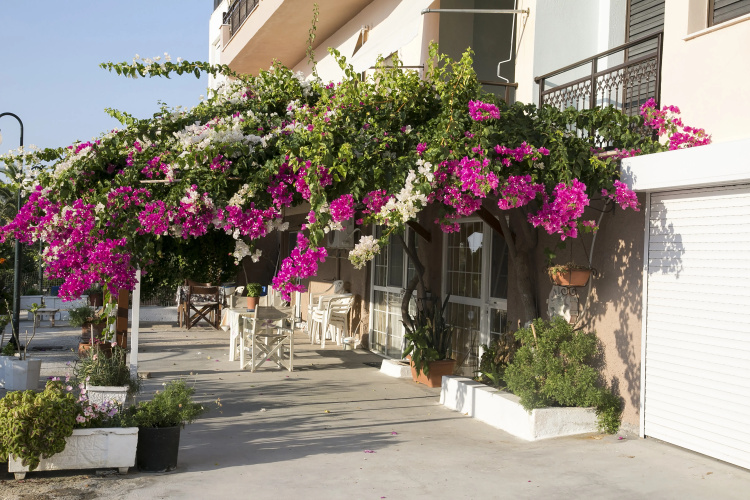 Zoi Lixouri