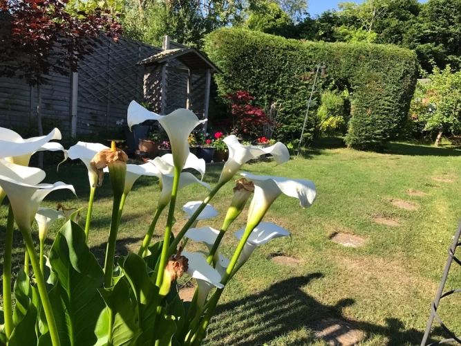 Cottage