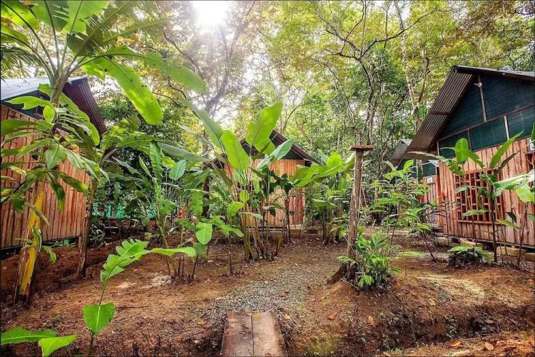 Cacao Monkeys