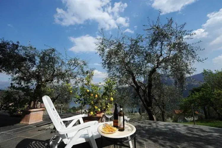 Olive Groves