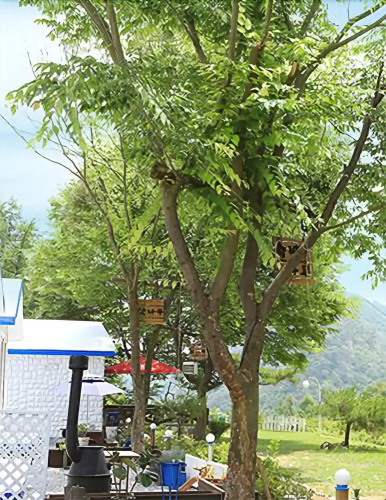Hongcheon Sol Pension