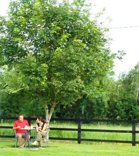 Hazelbrook Killarney