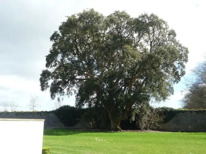 Castlemartyr Mews