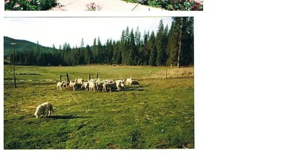 Big Creek Meadow Ranch