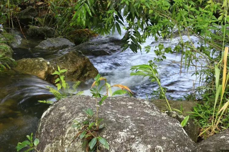 Sandalu Kithulgala