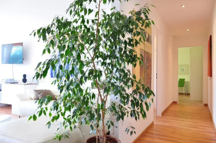 Apartment Moderna