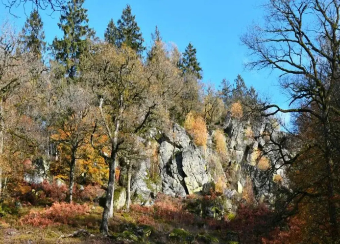 Family Villa Near Forest