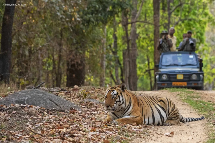 Taal Tiger Retreat