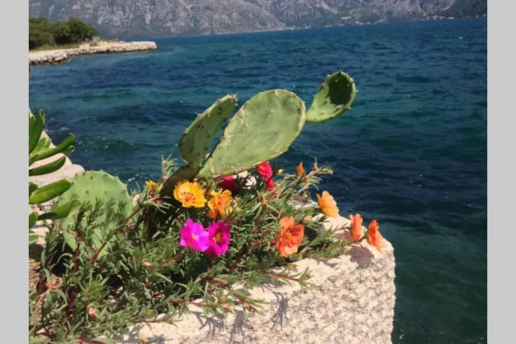 Apartment Pinebreeze - Prčanj - Kotor