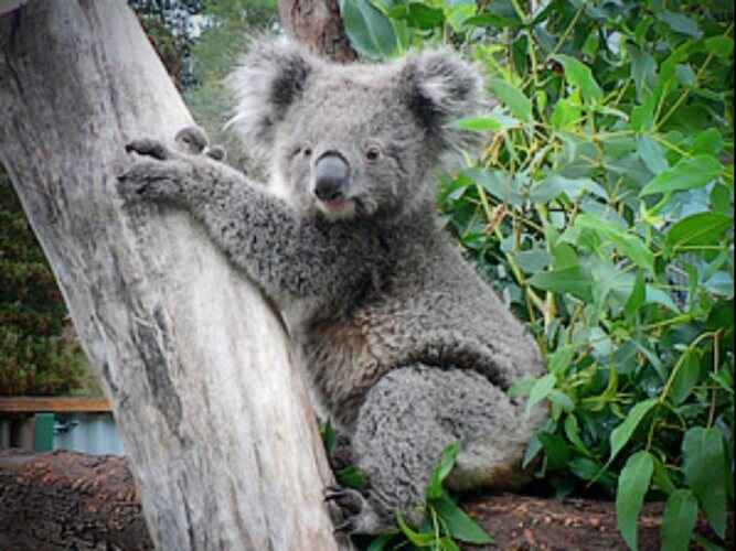 Wings Wildlife Park Over view