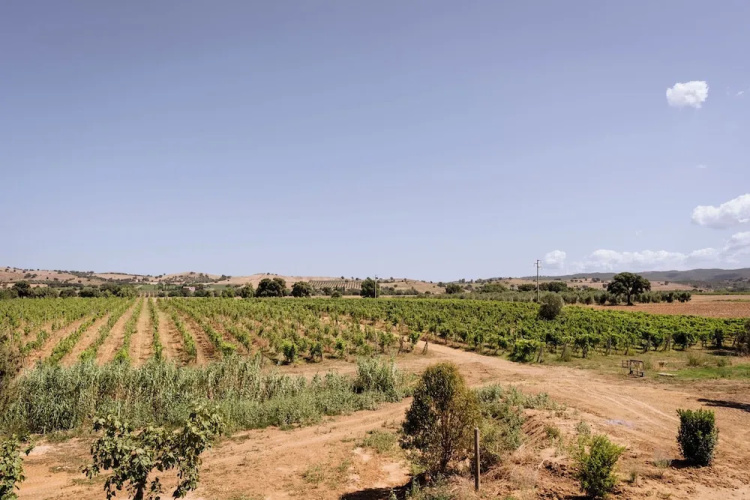 Villa Podere 109 - BioWine