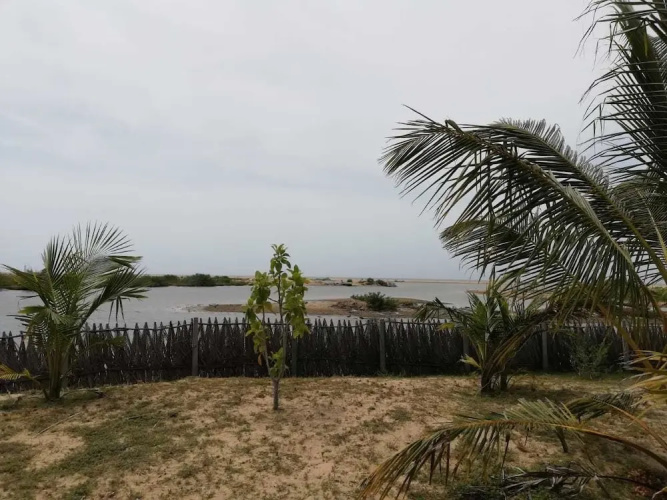 dolphin wadiya