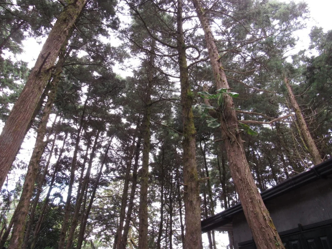 Ataco Luxury Cabin