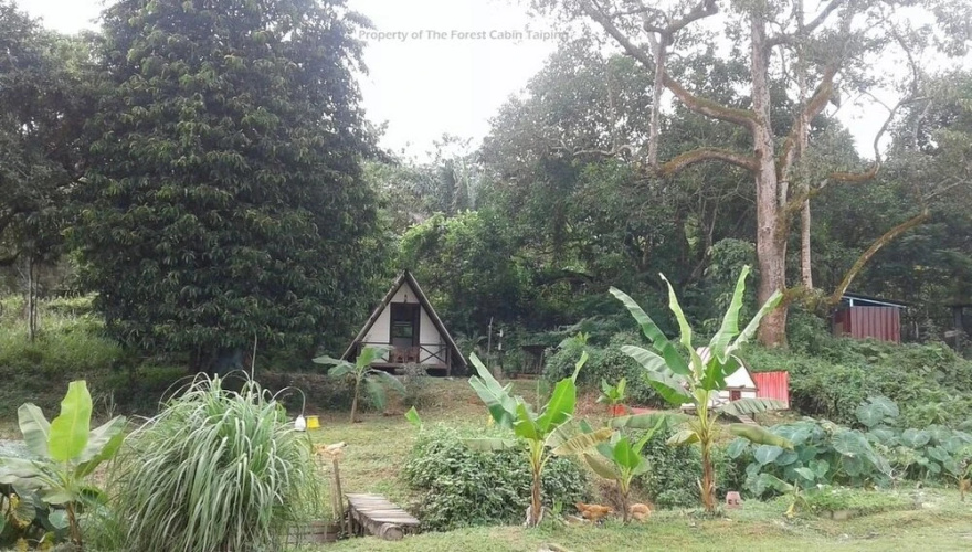 The Forest Cabin Taiping