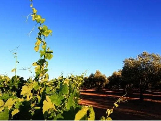 Herdade da Calada