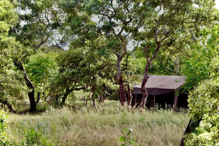Tent