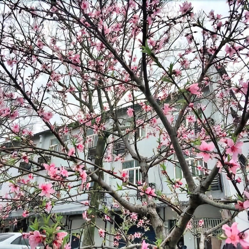 Wuzhen Taoyuan Inn