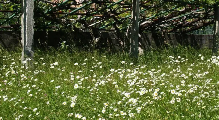 B&B Il Mulino