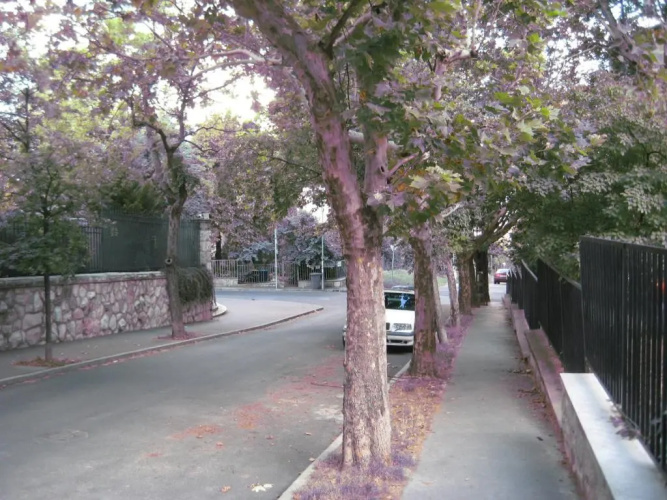 Platán apartman