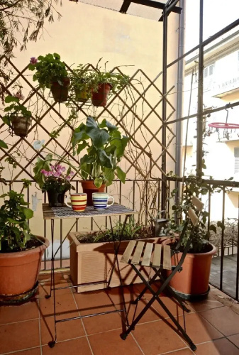 Faenza Novella
