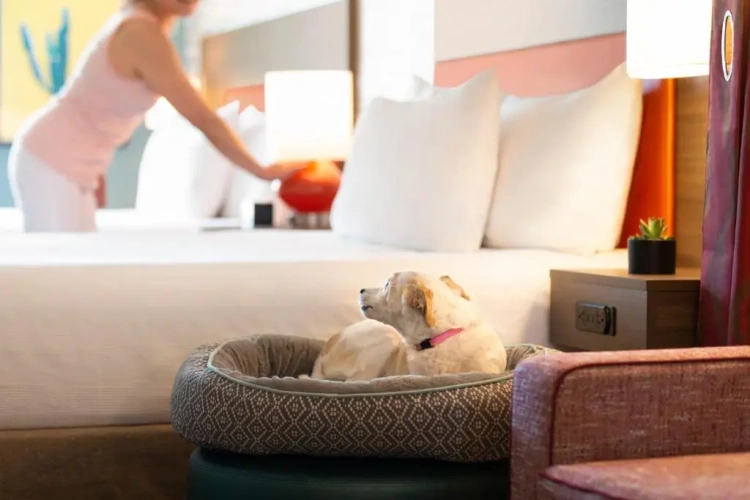 Premium Double Suite