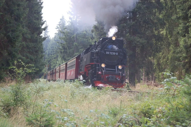 Zaunkönig 1.
