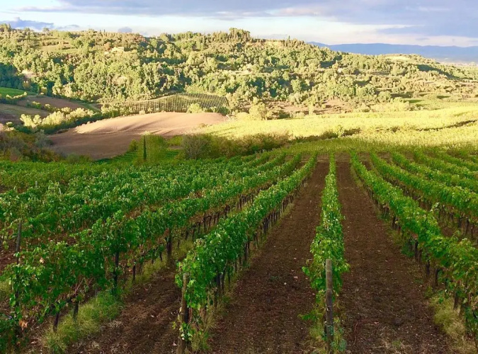 The Grapevine by MANVI