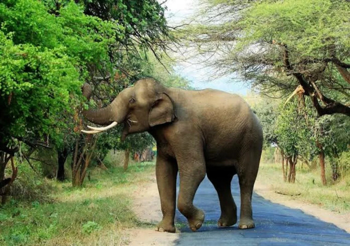 Kerala Wild Stay