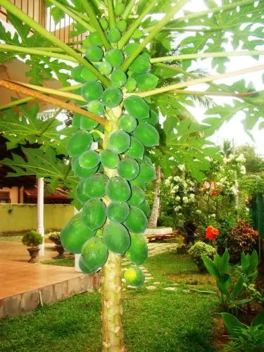 Bentota Home