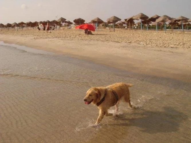 Dar Warda