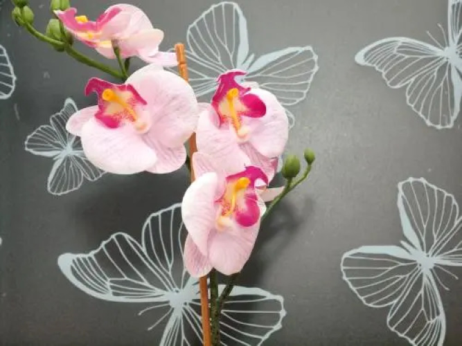 Old Town ApartmentOver view