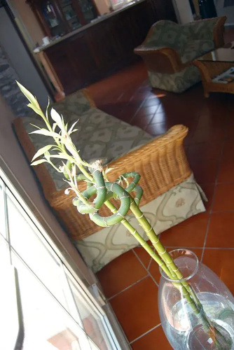 Villa Regina
