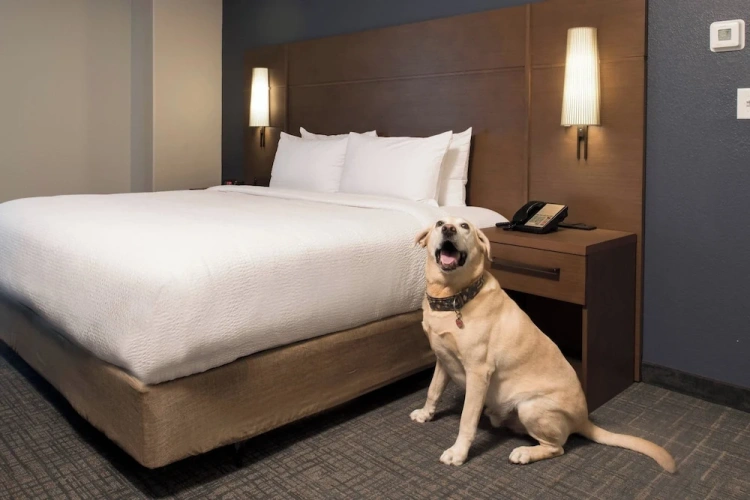 1 Bedroom Suite
