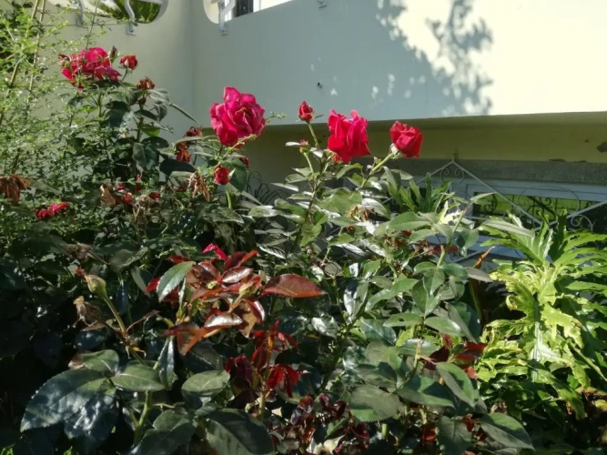 Standard Double room with garden view