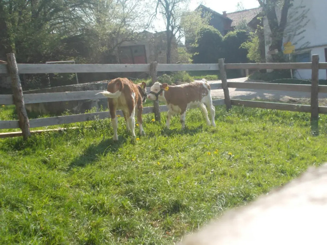 Bauernhof Moadl
