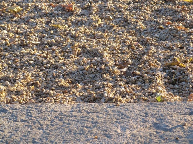 Vigna Il Merlo