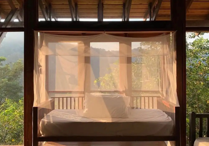 The Shorea
