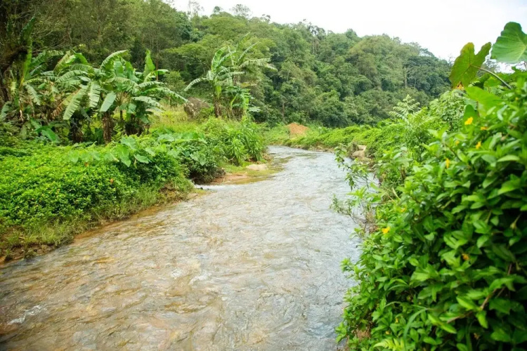 The Nest Bettathur Coorg